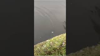 Download lagu Catch and release!   #instagram #pikefishing #predator #outdoor #canal #release mp3