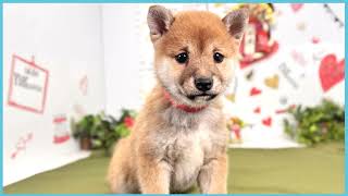 ペットショップCOO&RIKU No00703824(豆柴)