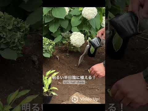 日陰を好む植物：庭を素敵にするトップ5！  庭園