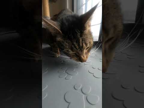 Will my cat eat this mouse? - #Shorts