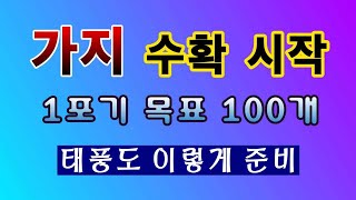 [텃밭농부. 1,185]  가지 수확 시작. 그리고 태풍 대비. #가지재배