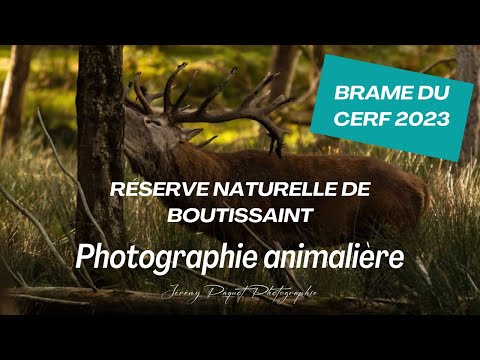 BRAME DU CERF 2023 - RESERVE DE BOUTISSAINT - Photographie animalière