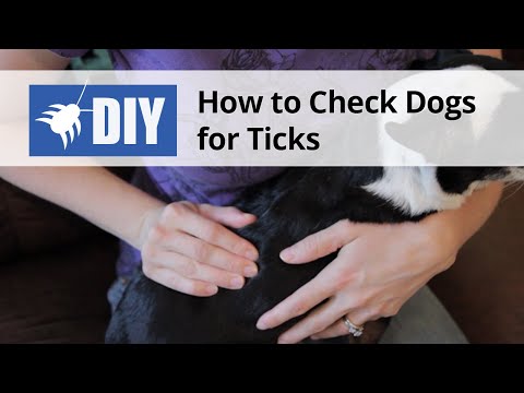  How to Check Dogs for Ticks Video 