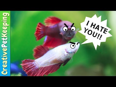 How to keep Female Betta Fish from killing each other | Fish Fan Friday