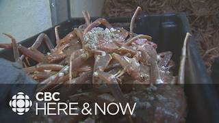 Here & Now, Friday April 10, 2026 | Judge grants injunction after ASP accuses FFAW of illegal tie-up