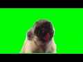 Cute Pug Licking Screen Green Screen Video For Video Editing Animated GIF
