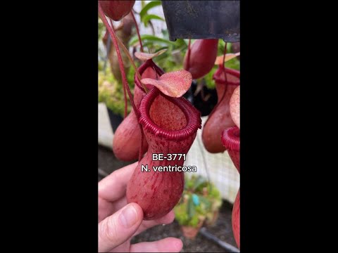 Spotlight on N. ventricosa | BE-3771