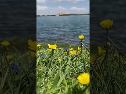 razak harki dıl bû bahar #bestkurdishdancemusic #kurmaci 🔥🔥