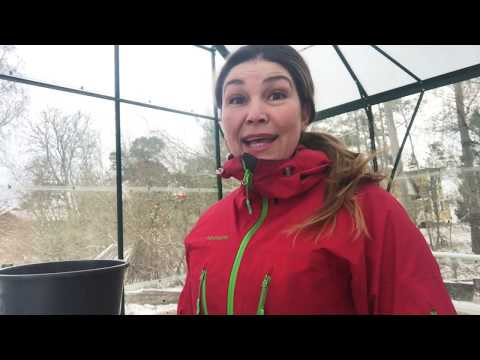 Första 3 tidigaste sådderna i växthuset kallväxthuset eller odlingstunnel Odla effektivt Vintersådd