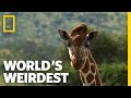 Giraffe Drool | World's Weirdest