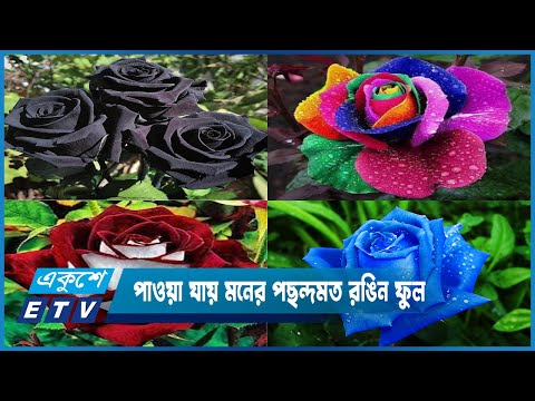 চাইলেই এখন পাওয়া যায় নীল পদ্ম, কালো গোলাপ কিংবা মনের পছন্দ মত রঙিন ফুল | ETV News