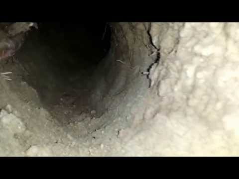 YouTube video about: How big are rabbit burrows?