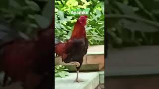 Download lagu Ayam Jagoku mp3 Download lagu Ayam Jagoku mp3