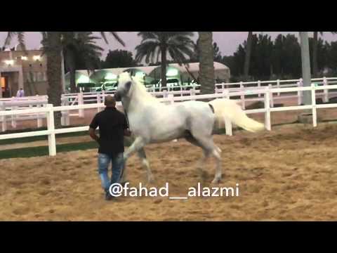 Barraq El Aliya ... 2008 by Ashhal Al Rayyan & out of Asrar Al Rayyan