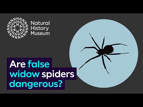 Are false widow spiders dangerous?