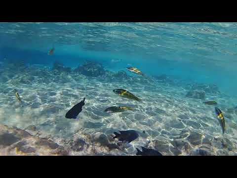 Snorkeling at Playa Chica, Puerto del Carmen, Lanzarote 08/11/2020