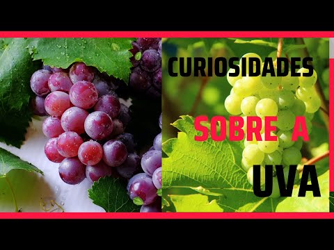 Descubra os Benefícios e Riscos da Uva: Curiosidades sobre ma das frutas mais populares do mundo