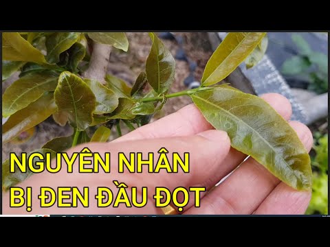 🔴 QBS23405 - MẦM NON CÂY MAI BÂT RA VÀ BỊ ĐEN ĐẦU LÀ DO NGUYÊN NHÂN ĐÂU | CHĂM SÓC MAI VÀNG MIỀN BẮC