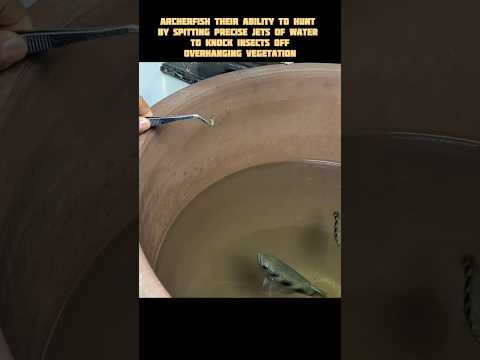 This Fish Shoots Water Like a Sniper 😳💦 #didyouknow #facts #fish #shorts #snipers