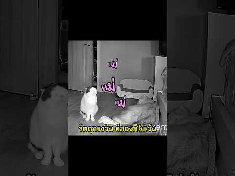 จะเอาให้ได้ ตีสองก็ไม่เว้น🐮 #ครอบครัวคิมบับ #คิมบับครับผม #แมว #ทาสเเมว