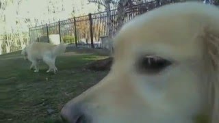 Mac DeMarco - Pepperoni Playboy (w/ custom visuals)