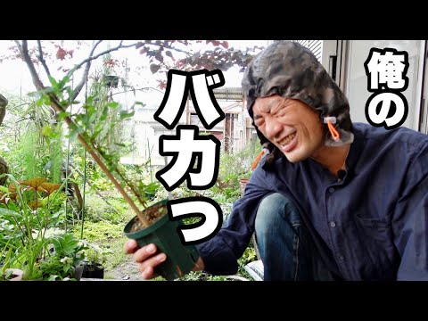 クレマチス ミス ベイトマン、クレマチス 'ミス ベイトマン'