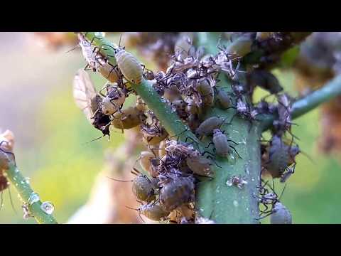 Aphids in mustard