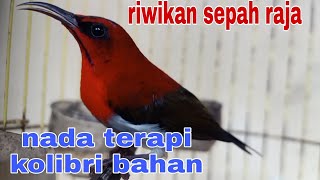 Download lagu kolibri sepah raja gacor ngeriwik kasar untuk pancingan sepah raja agar bunyi mp3 Download lagu kolibri sepah raja gacor ngeriwik kasar untuk pancingan sepah raja agar bunyi mp3