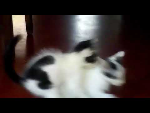 How two cats are playing.