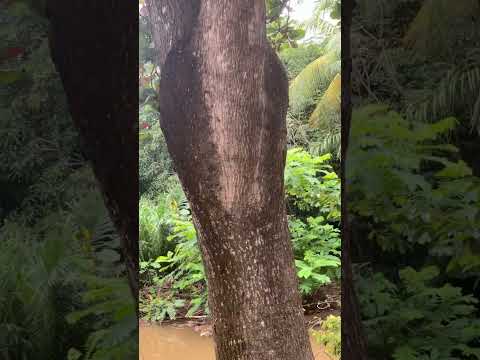 Rio Mororó, em Jaru #Jaru #Rondônia #RegiãoNorte