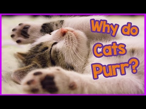 Why Do Cats Purr? - Cat Facts!