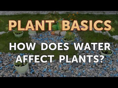 How to Dry an Overwatered Plant