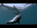 Dolphins The Wild Side
