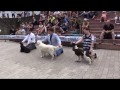 International Dog Show CACIB-FCI - Veľká Ida, Slovakia | 06.07.2014 | BIG VIII