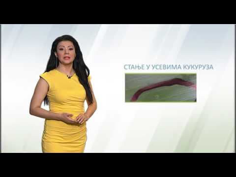 Zelena prognoza, 24.6.2016. -  O kukuruznom plamencu