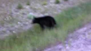 preview picture of video 'Three Legged  Black Bear'