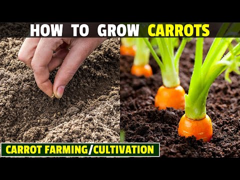 , title : 'How To Grow Carrots | Carrot Farming | Carrot Cultivation