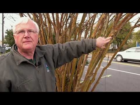 Crepe Myrtle Tips with Urban Forester Allen Bates