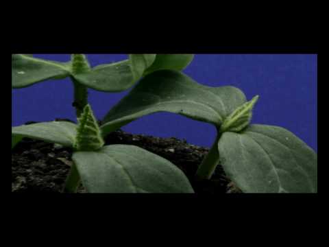 Cucumber Plant Time Lapse HD