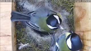 Ein aggressiver Dank