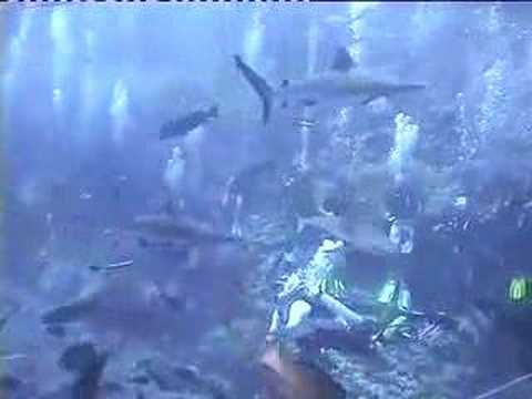 Shark Feed Dive - Great Barrier Reef Australia
