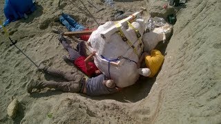 Scientists Just Dug Up A Rare 2,500lb Skull Of The Most Terrifying Dinosaur Ever To Walk The Earth