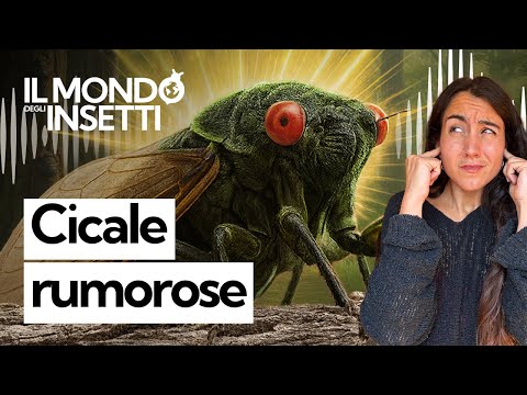 Why do cicadas only sing in the summer, and how do they make that noise? The reason is ingenious.