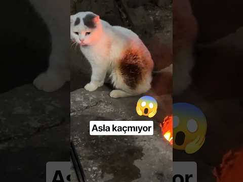 TÜYLERİ YANAN KEDİLER NEDEN HİÇ KAÇMAZ!? 😱 #shorts #keşfet