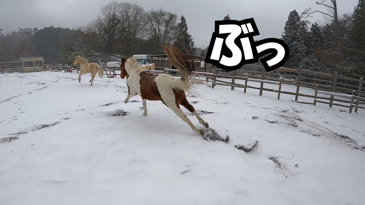 雪によろこぶ(？)馬たちの反応。