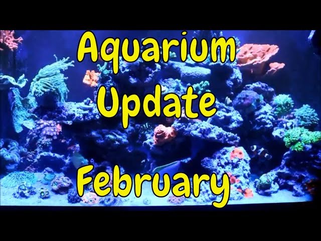 Reef Tank Update