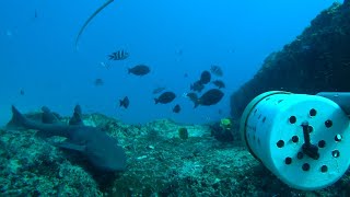 Newswise:Video Embedded southern-africa-s-most-endangered-shark-just-extended-its-range-by-2-000-kilometers