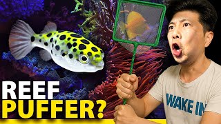 I Added a Puffer to My Reef Tank!