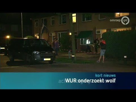 GLD Nieuws 6 juli 2013 - Nieuws