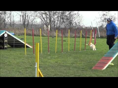 Agility Training Chinese Crested Powder Puffs Jazz & Mats